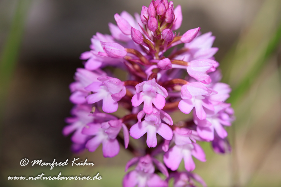 Pyramidenorchis ()_0004
