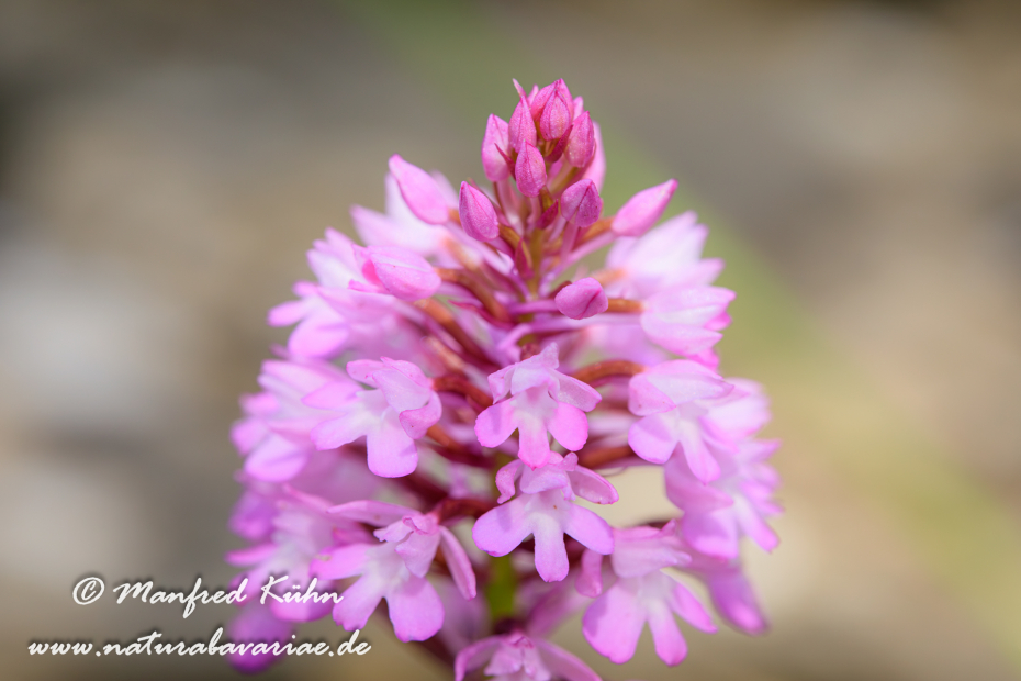 Pyramidenorchis ()_0006
