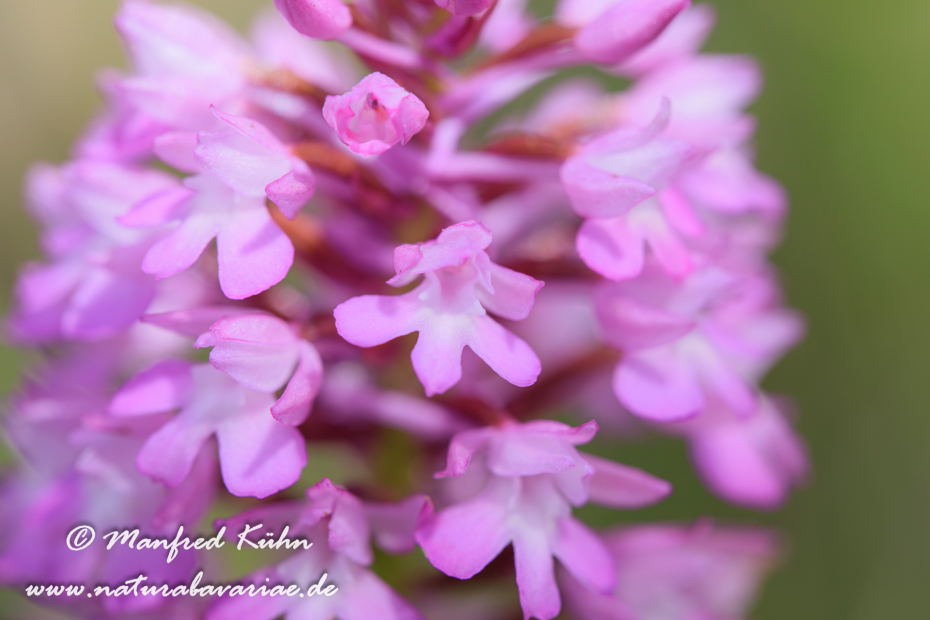 Pyramidenorchis ()_0007