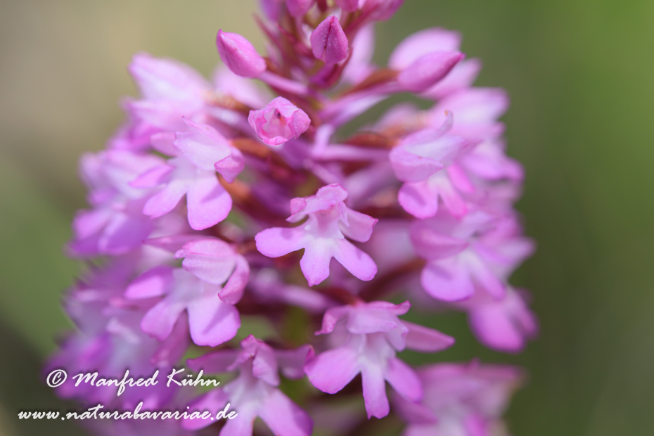 Pyramidenorchis ()_0009