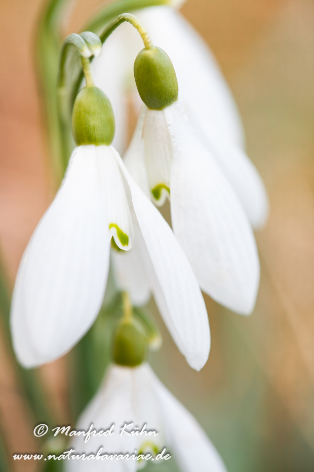 Schneeglöckchen (Galanthus)_0009