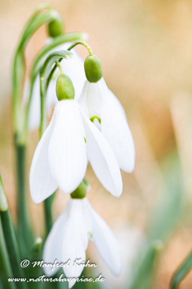 Schneeglöckchen (Galanthus)_0010