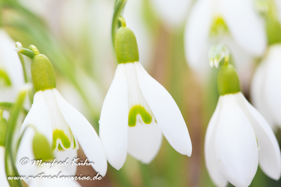 Schneeglöckchen (Galanthus)_0016