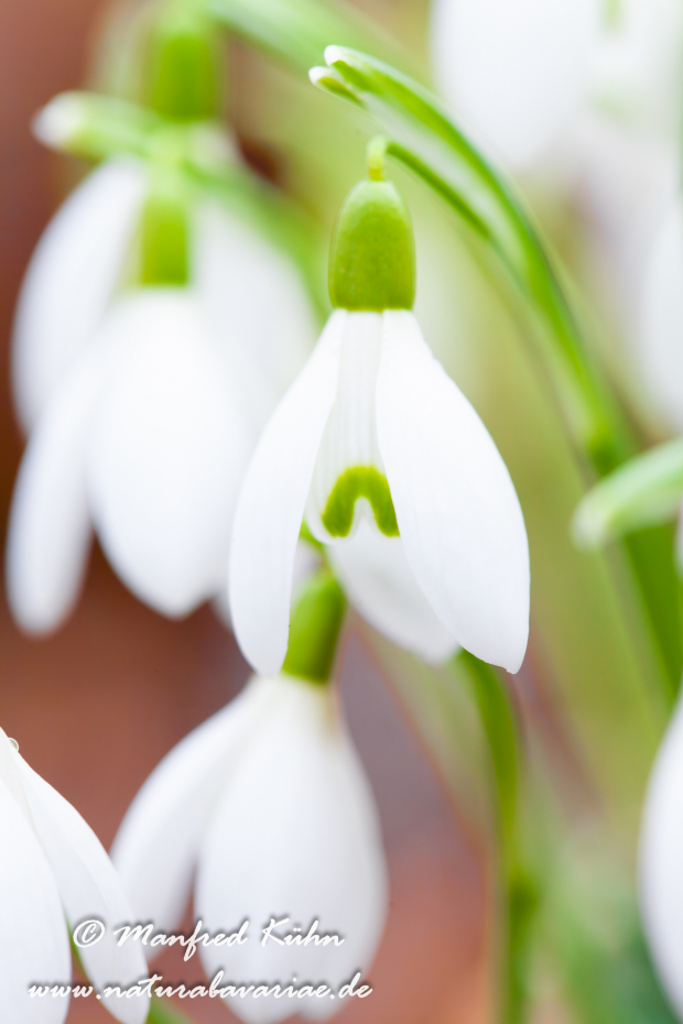 Schneeglöckchen (Galanthus)_0018