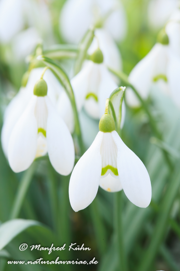 Schneeglöckchen (Galanthus)_0019
