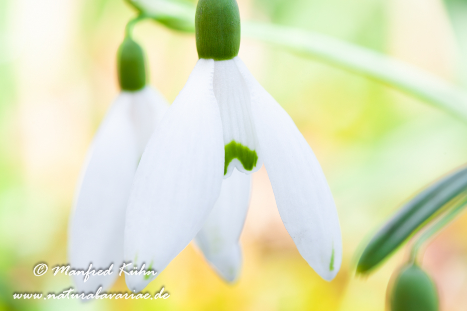 Schneeglöckchen (Galanthus)_0021
