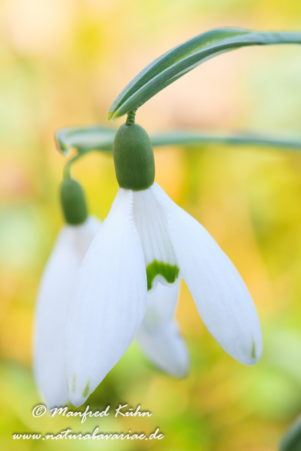 Schneeglöckchen (Galanthus)_0022