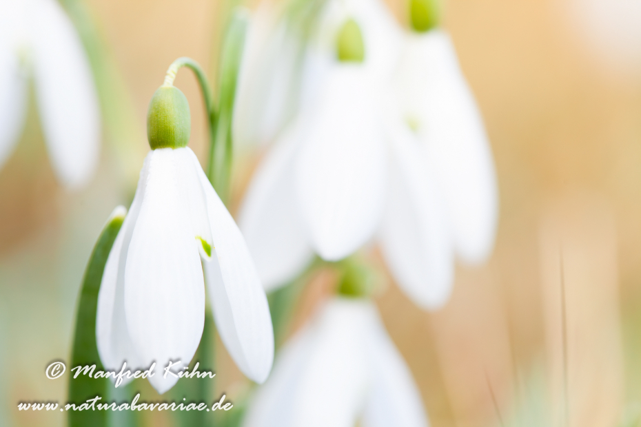 Schneeglöckchen (Galanthus)_0023