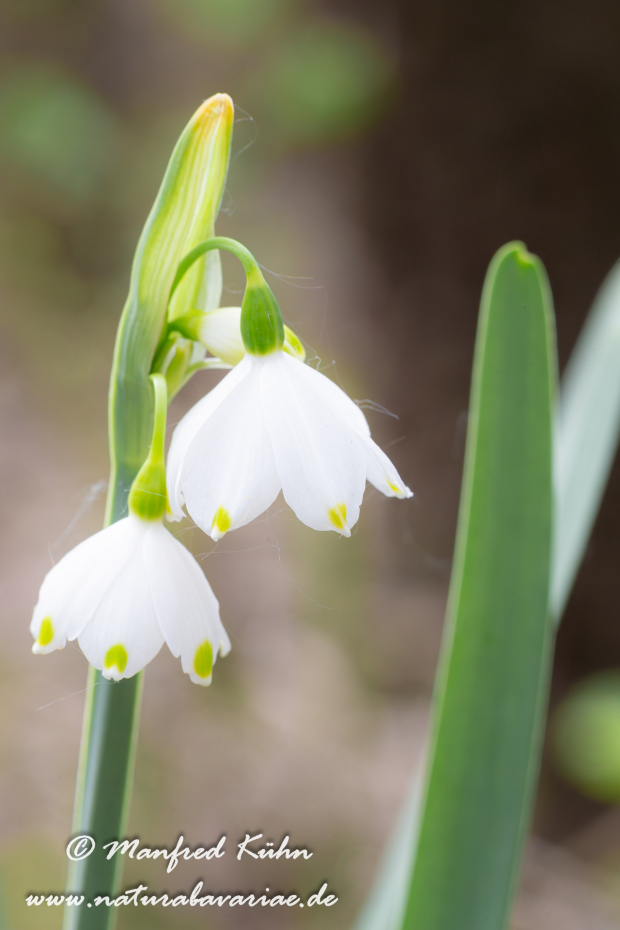 Sommer-Knotenblume ()_0003