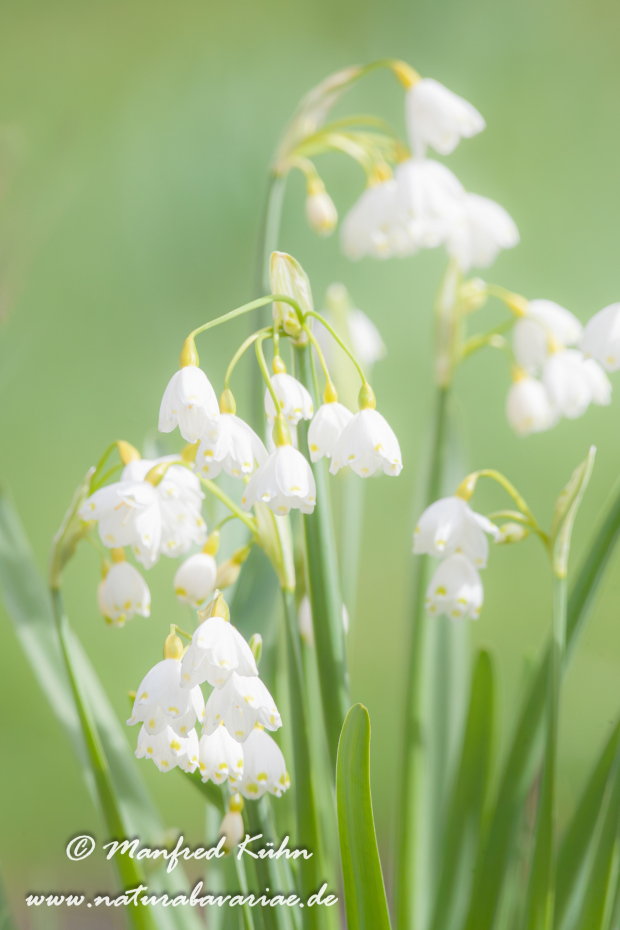Sommerknotenblume_0002