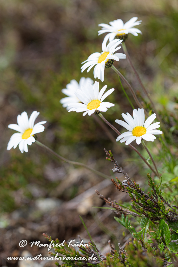 Maßliebchen (Alpen-)_0002