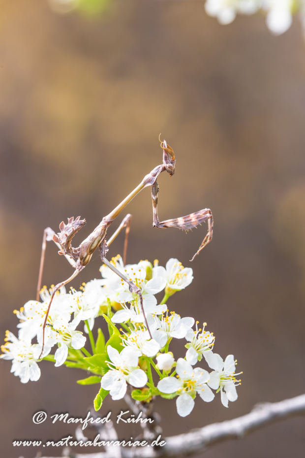 Haubenfangschrecke ()_0006