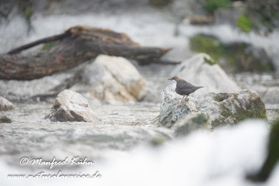 Wasseramsel ()_0457