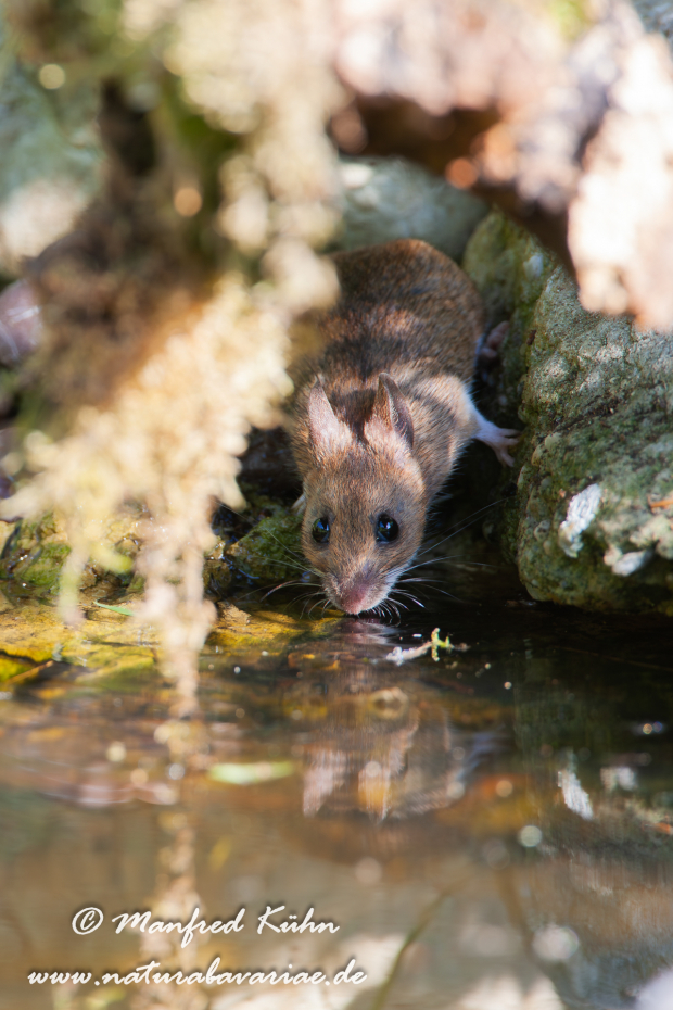 Waldmaus ()_0011