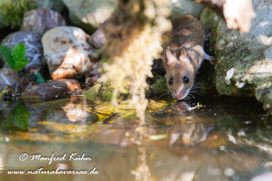Waldmaus ()_0012