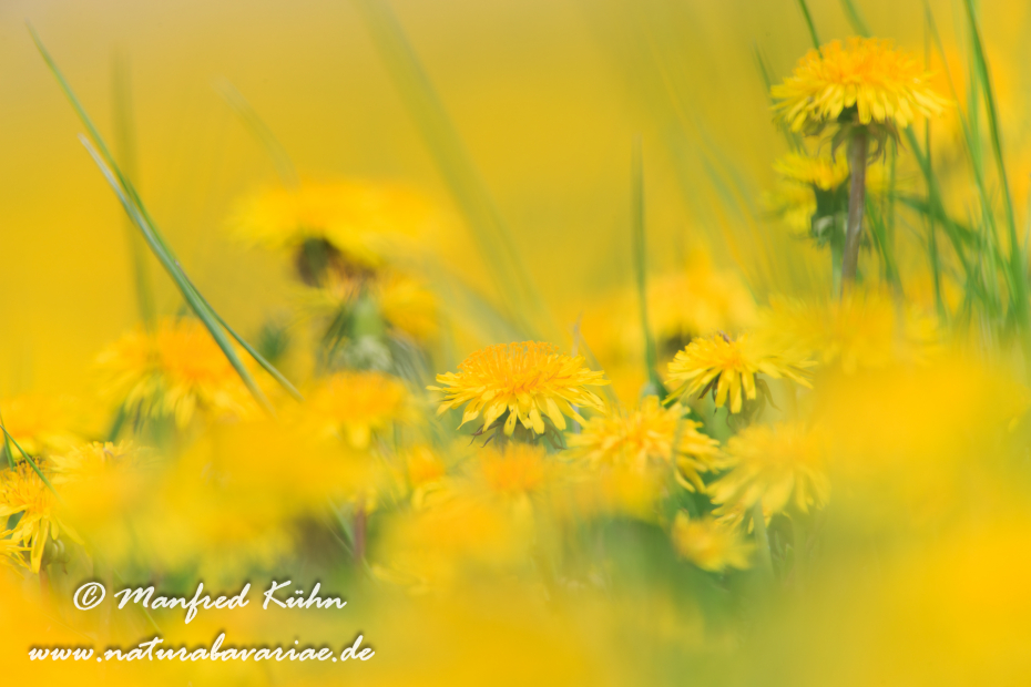 Löwenzahn ()_0027