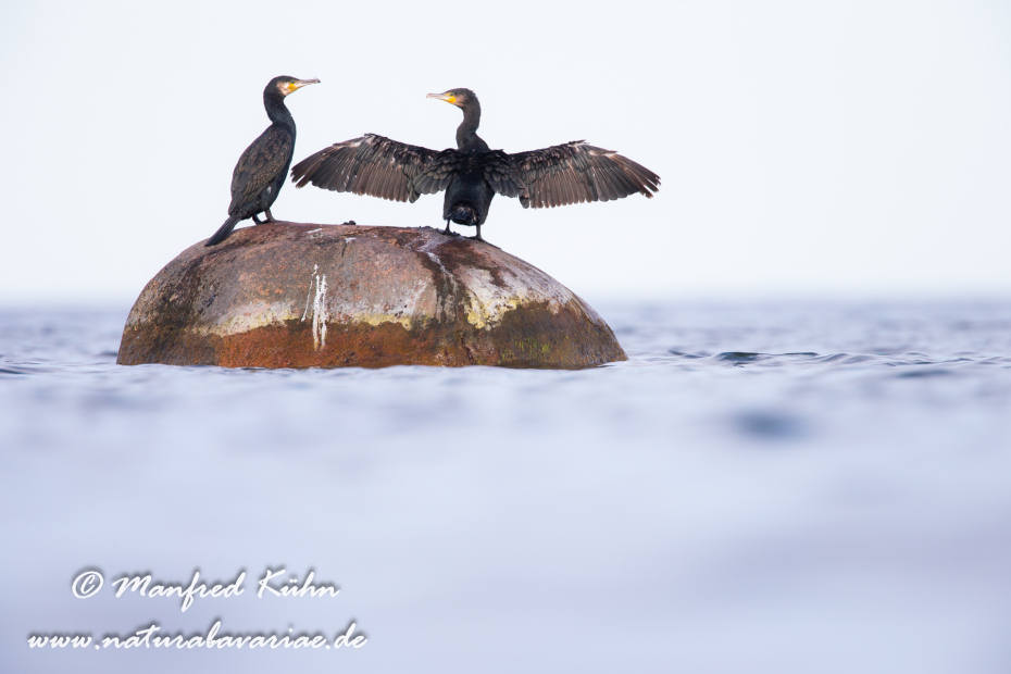 Kormoran ()_0001