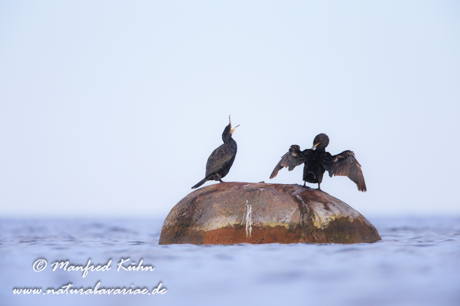 Kormoran ()_0002