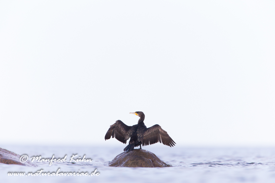 Kormoran ()_0009