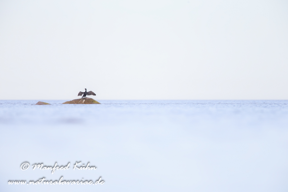 Kormoran ()_0011
