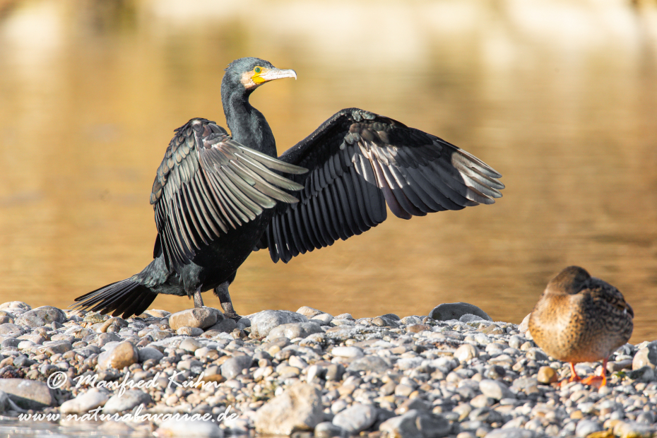 Kormoran ()_0017