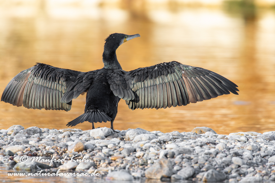 Kormoran ()_0020