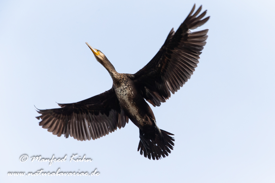 Kormoran ()_0032