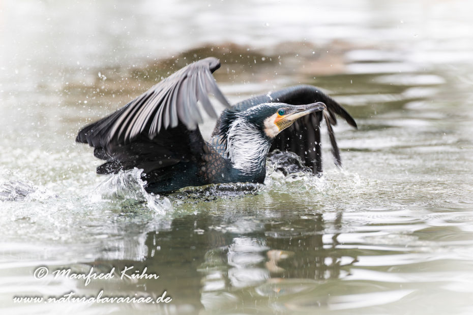 Kormoran ()_0033
