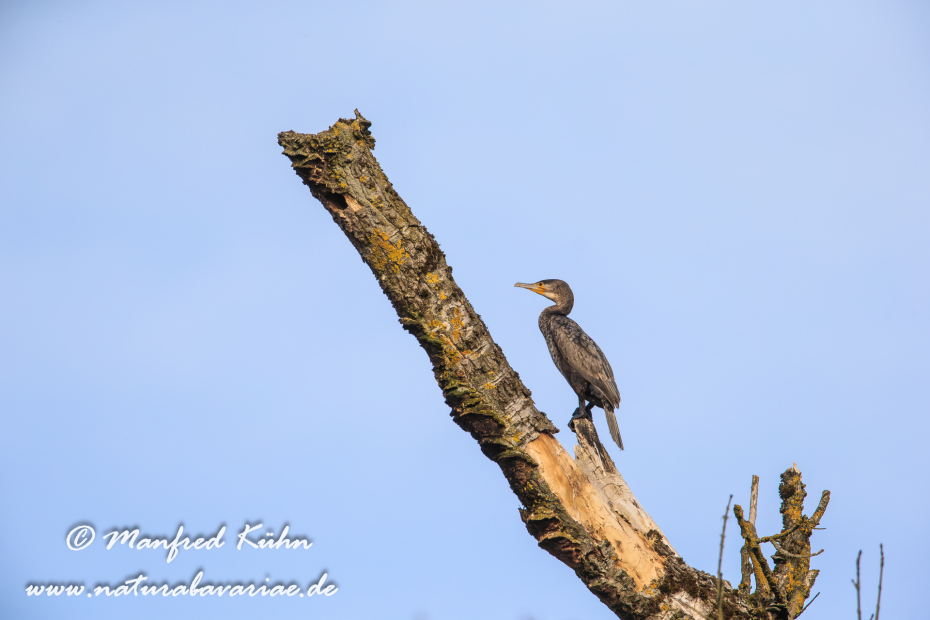 Kormoran ()_0037