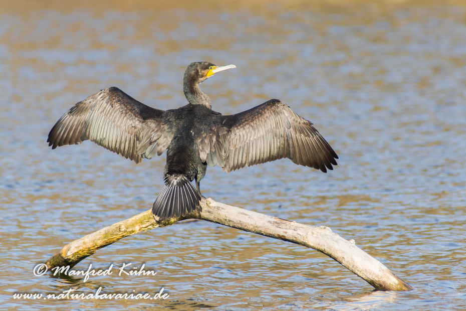 Kormoran ()_0062