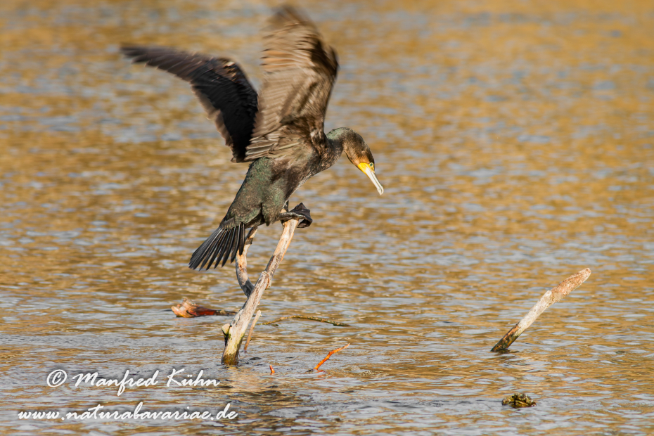 Kormoran ()_0063