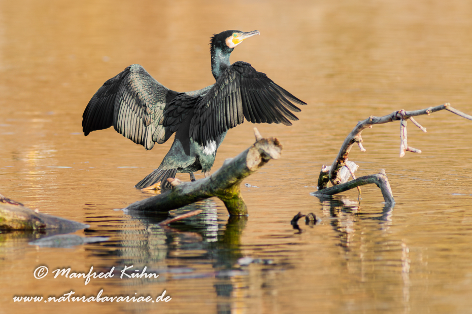 Kormoran ()_0064