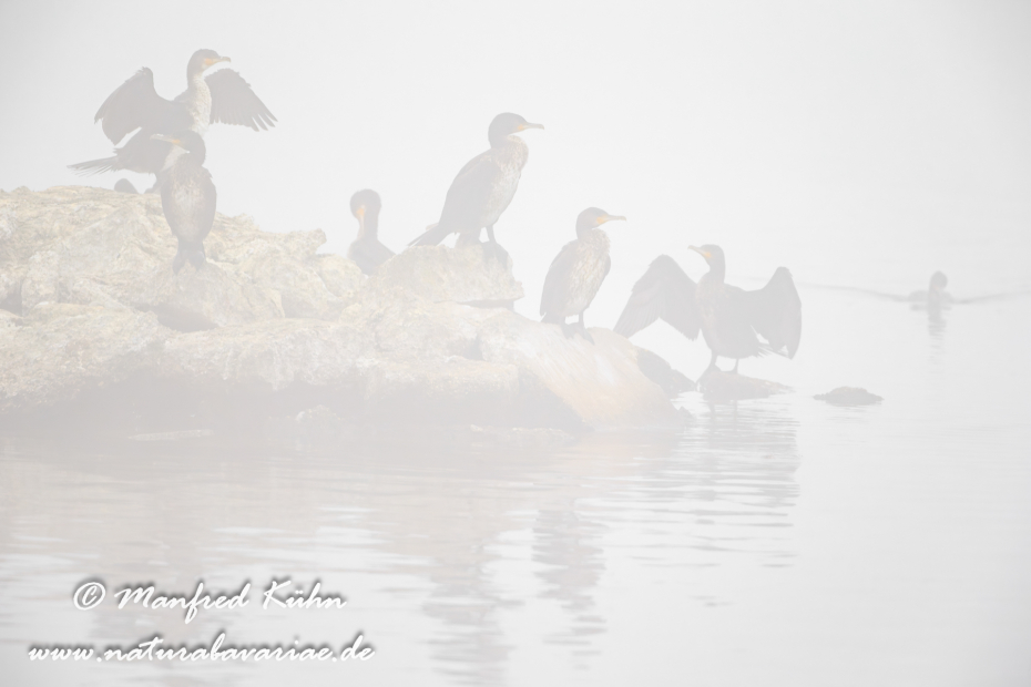 Kormoran ()_0067