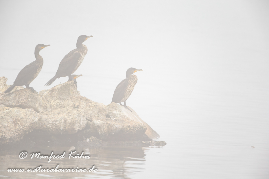 Kormoran ()_0069