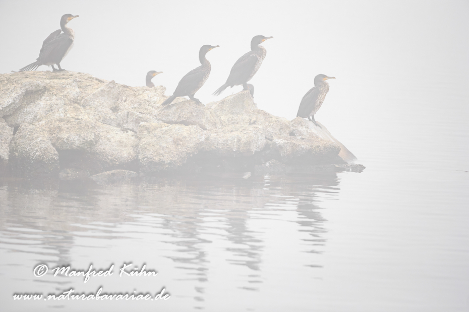 Kormoran ()_0070