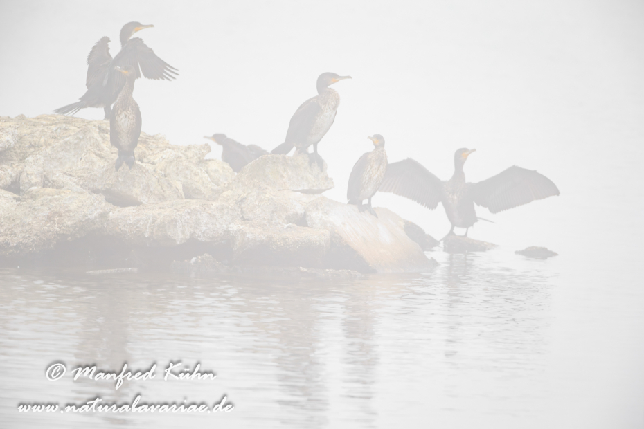 Kormoran ()_0072