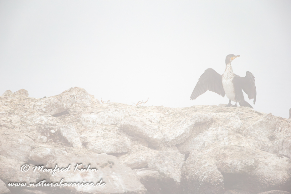 Kormoran ()_0075