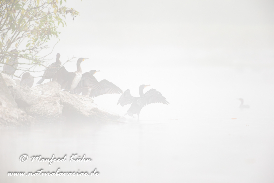 Kormoran ()_0079