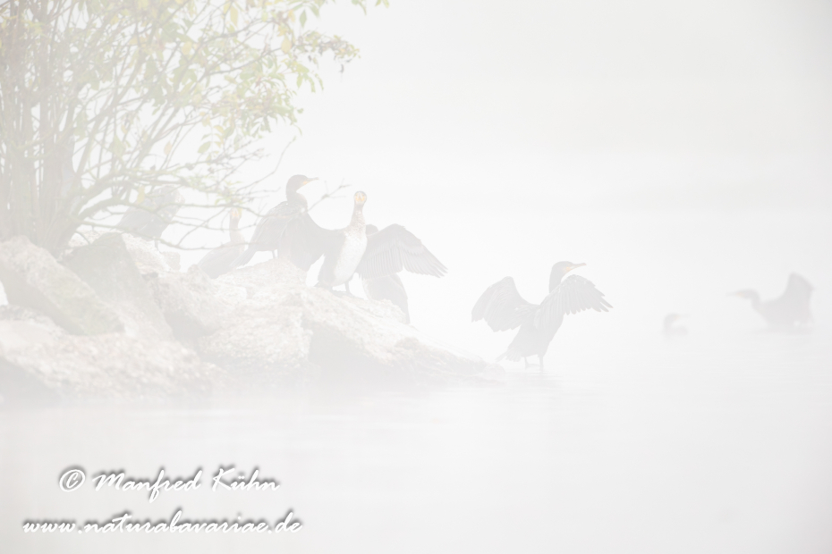 Kormoran ()_0081