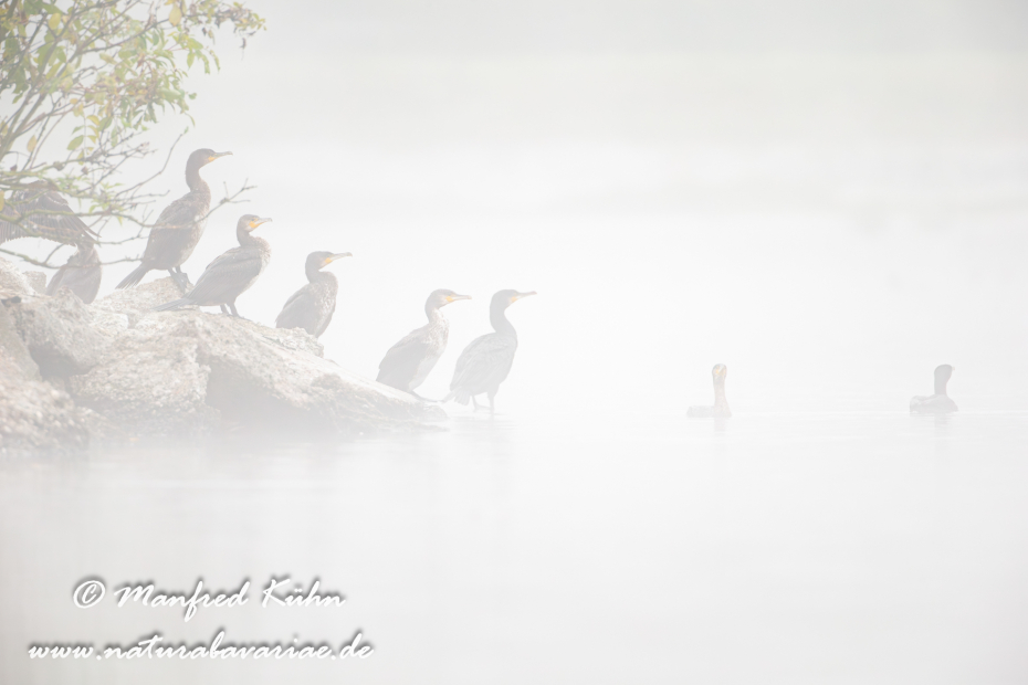 Kormoran ()_0082