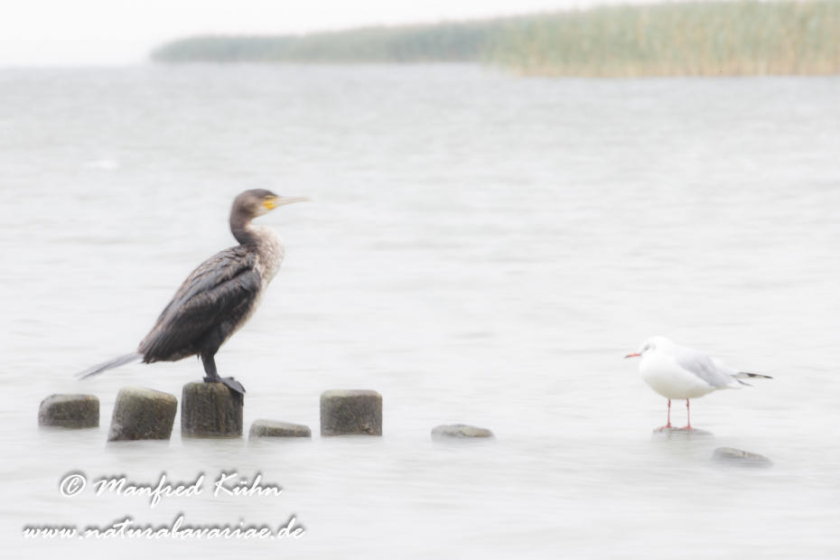 Kormoran ()_0127