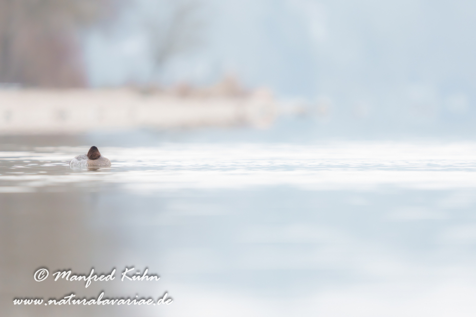 Tafelente ()_0197