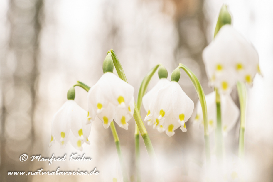 Frühlingsknotenblume ()_0172