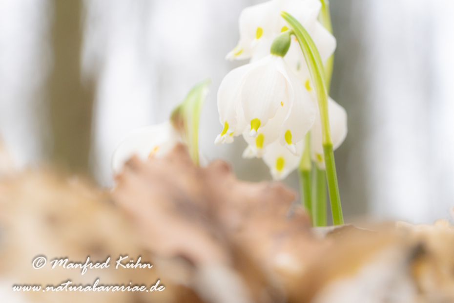 Frühlingsknotenblume ()_0175