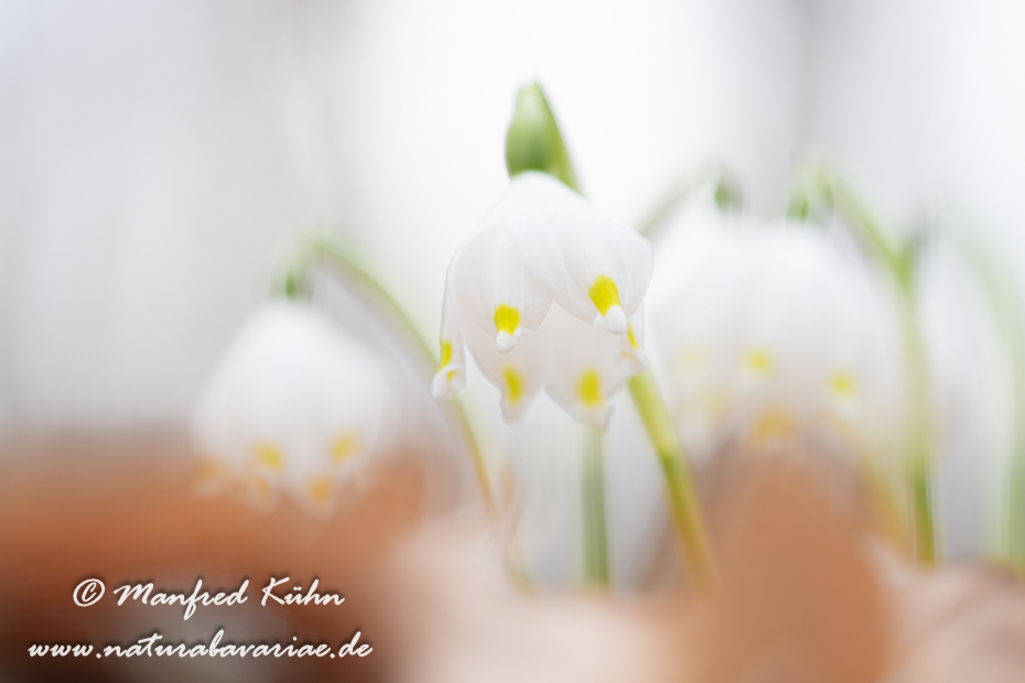 Frühlingsknotenblume ()_0181
