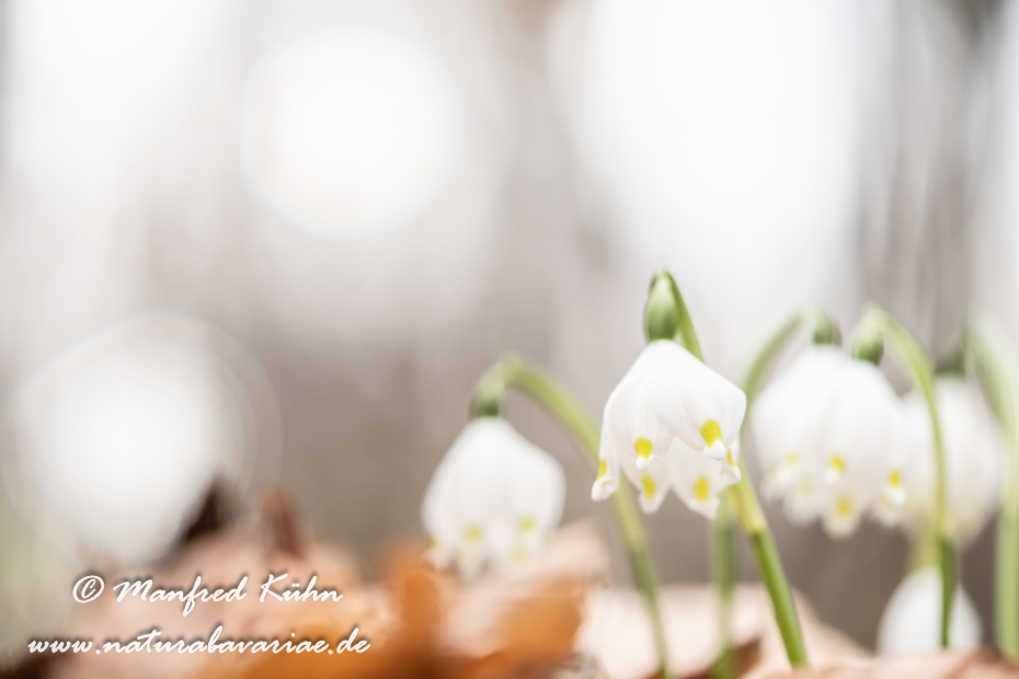Frühlingsknotenblume ()_0184
