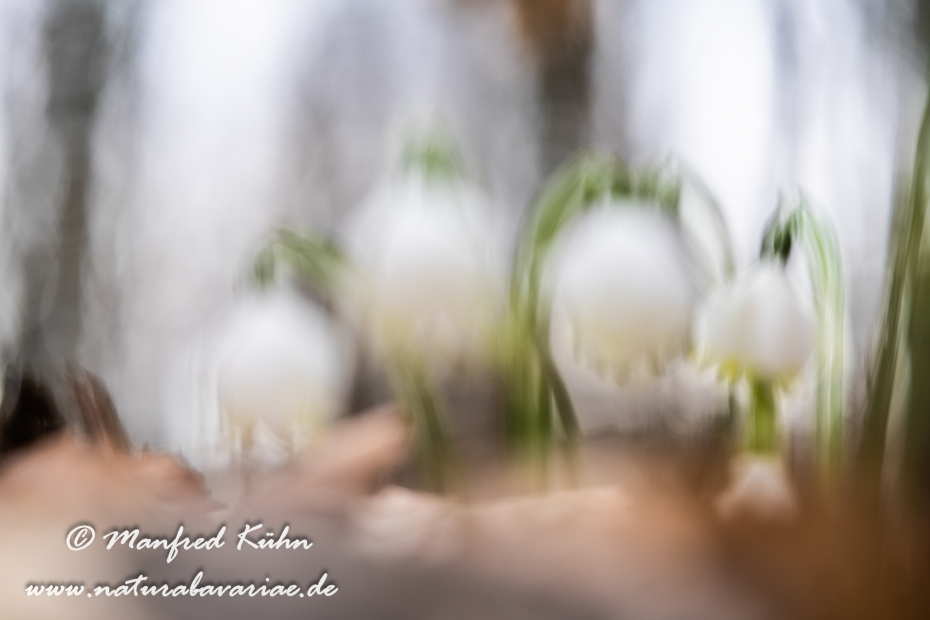 Frühlingsknotenblume ()_0192
