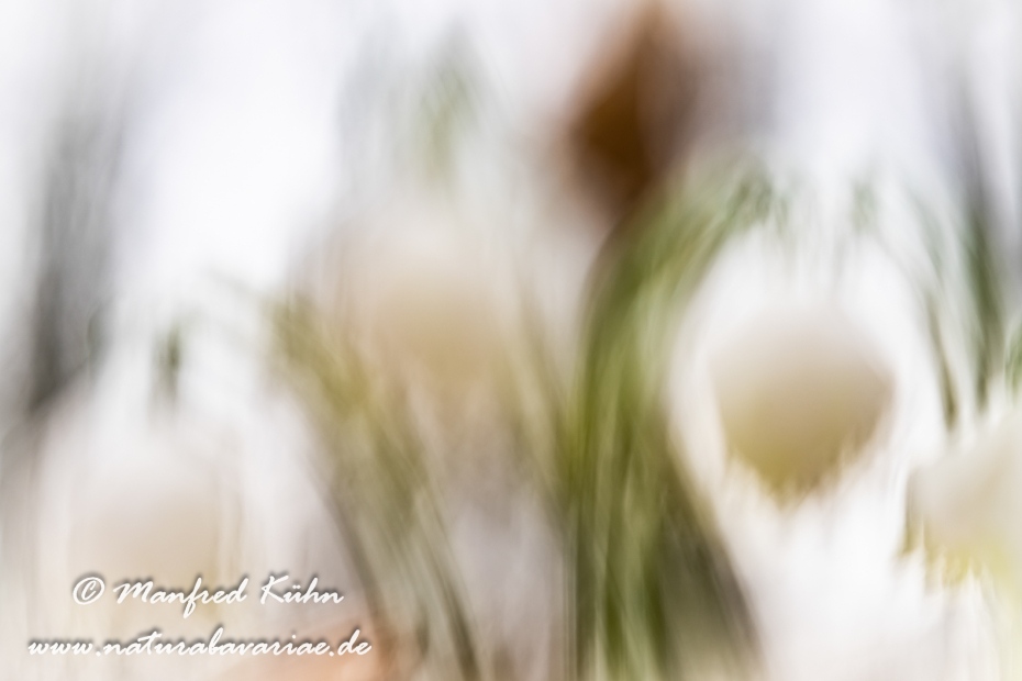 Frühlingsknotenblume ()_0193