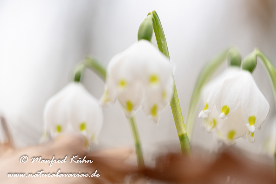 Frühlingsknotenblume ()_0197