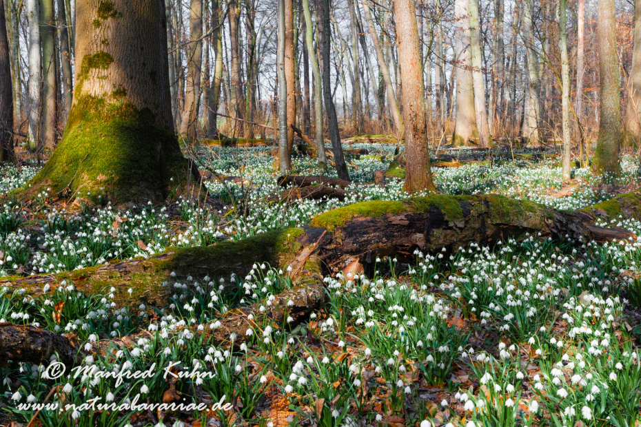 Frühlingsknotenblume ()_0102